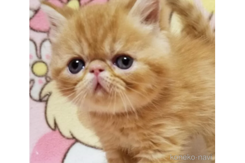 成約済の京都府のエキゾチックショートヘア-83667の2枚目